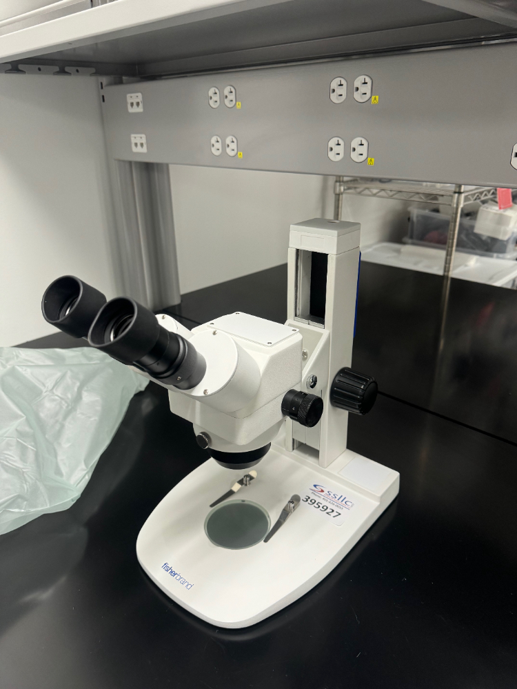 Image of Fisherbrand Stereo Microscope